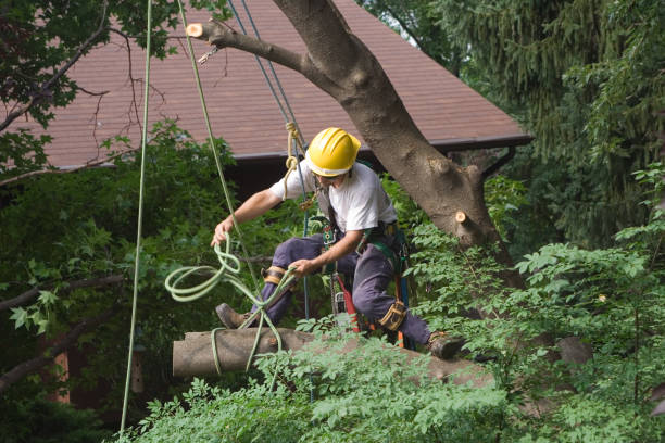 Lawn Renovation and Restoration in Vandalia, MO